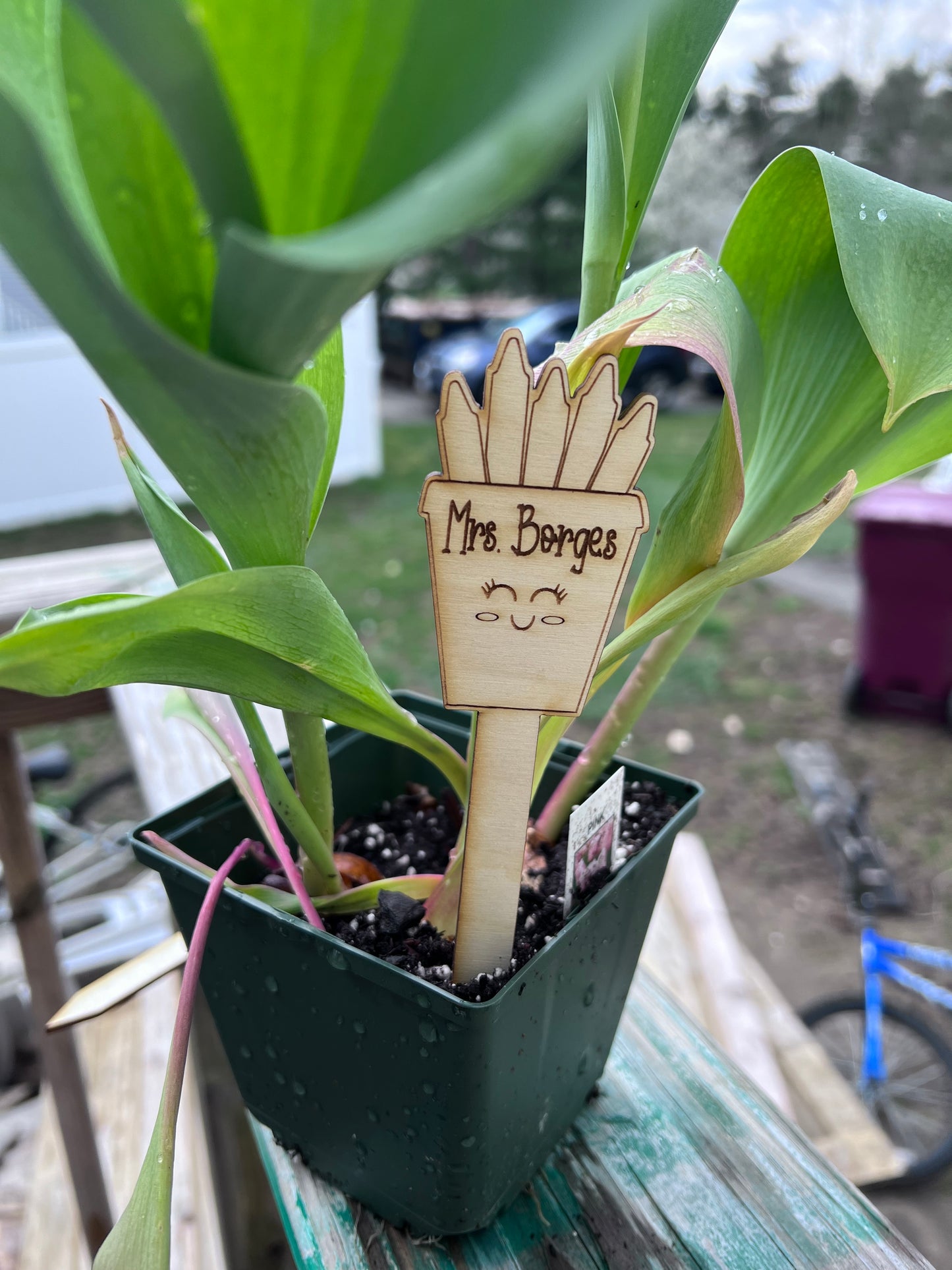 Plant Markers for Teachers